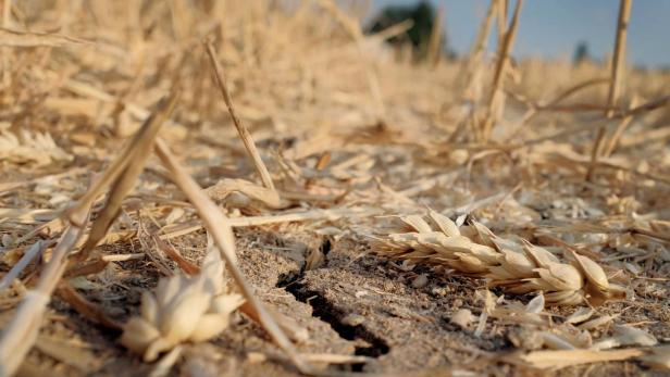 4,3 Milliarden US-Dollar Schaden für Agrarsektor in der Ukraine