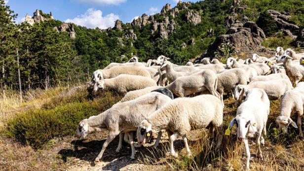 Schafe sichern Artenvielfalt und Diversität in der Wachau