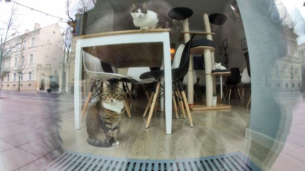 Neues Katzenlokal: Vegan essen in tierischer Gesellschaft