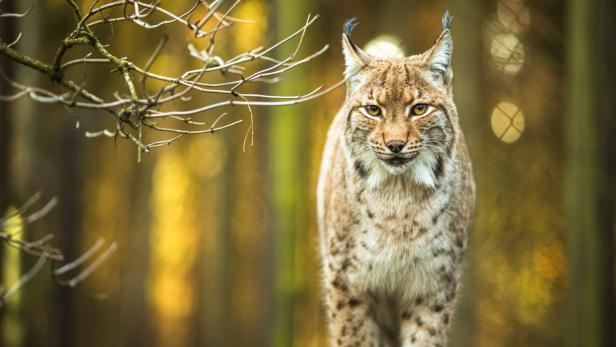 Ein eurasischer Luchs steht in den Kalkalpen.