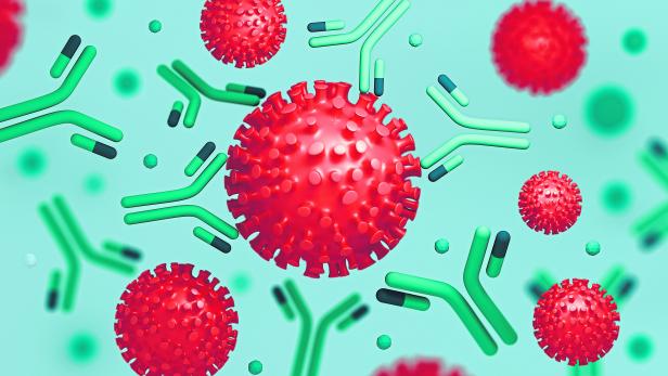 Coronavirus particles interacting with antibodies