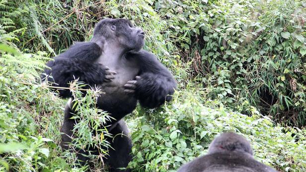 Die Regenwälder Ruandas weisen eine große Artenvielfalt auf, darunter auch Gorillas.