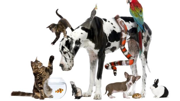Tiercoach: Damit es Katze, Hund und Papagei gut geht