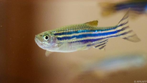 Warum auch Fische beim Schwimmen "nach unten" schauen