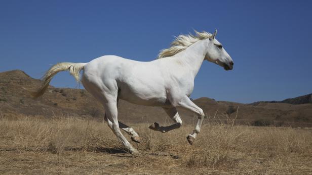 Ein weißes Pferd galoppiert über ein Feld mit trockenem Gras.