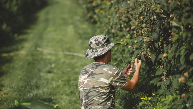 Wie Europas Lust auf Beeren Migranten und Landschaft ausbeutet