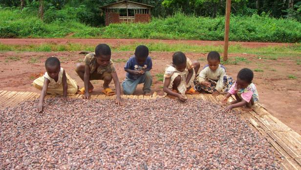Die Hauptanbaugebiete von Kakao liegen in Afrika. Die Côte d‘Ivoire ist der größte Kakao-Produzent der Welt. Der Wert des exportierten Kakaos beträgt für die Elfenbeinküste etwa 1,4 Milliarden US-Dollar jährlich. Laut Menschenrechtsorganisationen werden in diesem westafrikanischen Land rund 12.000 Kinder als Sklaven auf Kakaoplantagen eingesetzt. Jahrelang finanzierte die &quot;Blutschokolade&quot; auch den Bürgerkrieg an der Elfenbeinküste.