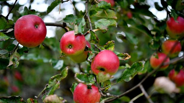 Warum alte Äpfel besser schmecken