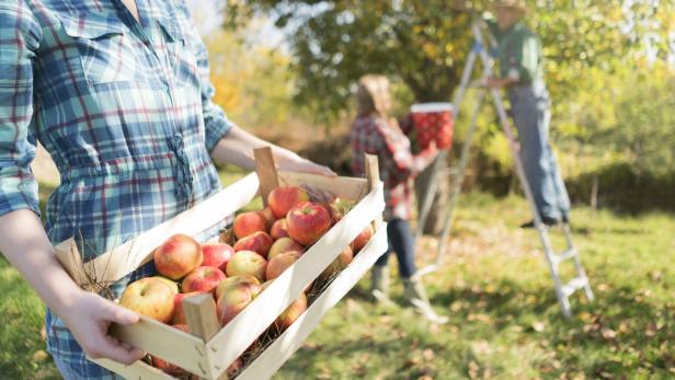 Obstbäume: Richtige Pflege für eine reiche Ernte