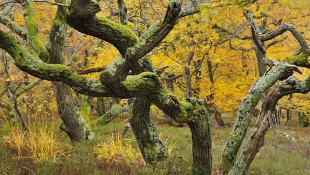 Geisterhafter Naturwald mit bizarren Krüppel-Eichen im mittleren Burgenland. Das Esterhazy-Naturwaldreservat wird heute forstlich nicht mehr genutzt und entwickelt sich langsam zu einem Urwald von morgen.