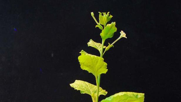 Wiener Forscher stellen Antikörper in Tabakpflanzen her
