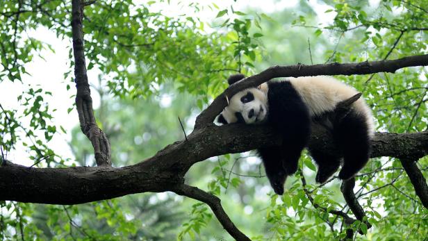 Verschnaufpause: Der Pandajungbär in Ya’an geht es eher gemütlich an.