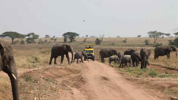 Size matters: Elefanten haben immer Vorrang.