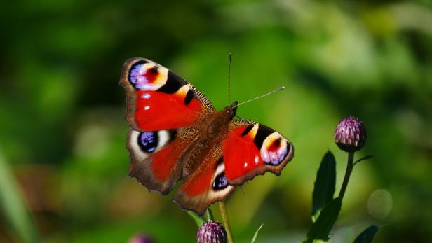 Das Tagpfauenauge ist Schmetterling des Jahres 2024