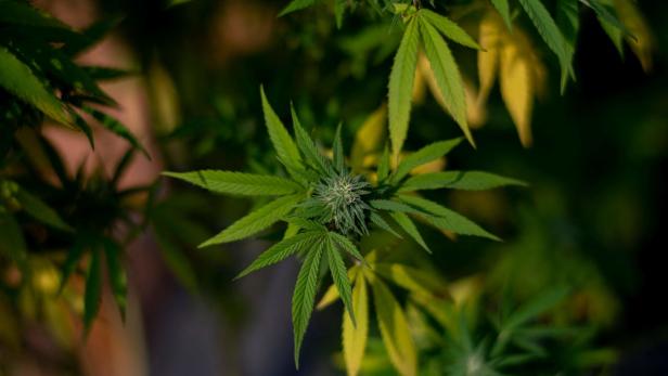 Cannabis-Plantage in Mödlinger Wohnung entdeckt