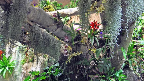 Ein Baumstamm ist mit verschiedenen Pflanzen und Blumen bewachsen, darunter Bromelien und Orchideen.