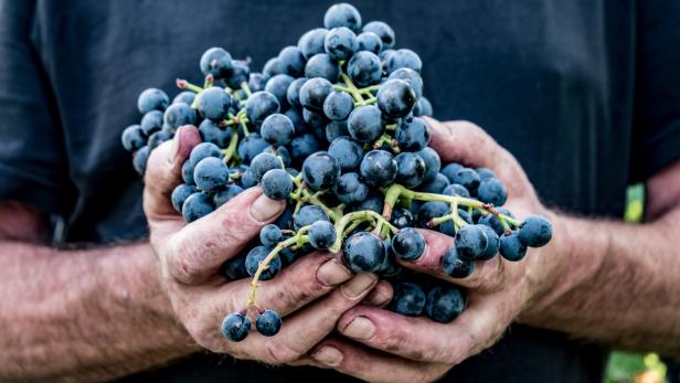 Ein Mann hält eine große Menge dunkler Weintrauben in seinen Händen.