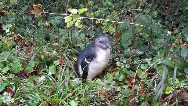 Pinguin aus Zoo entführt: Polizei fand ihn nach vier Tagen