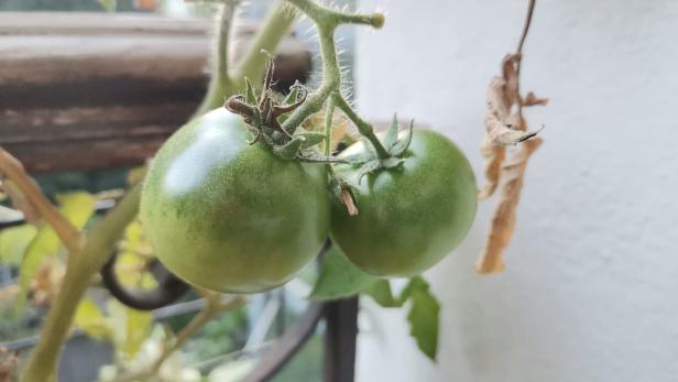 Der Sommer in der Verlängerung: Wie grüne Tomaten rot werden