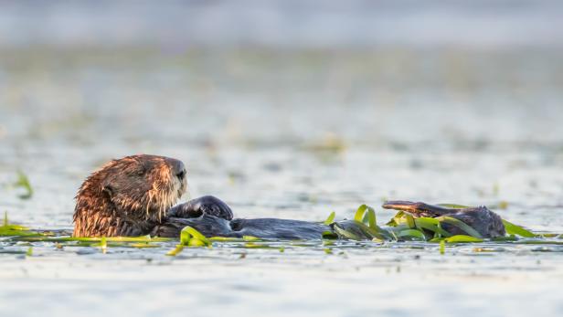 Seegras hat mehr Sex, wenn Otter in der Nähe sind