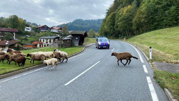 Salzburg: Polizei lotst ausgebüxte Schafsherde zu Besitzer zurück
