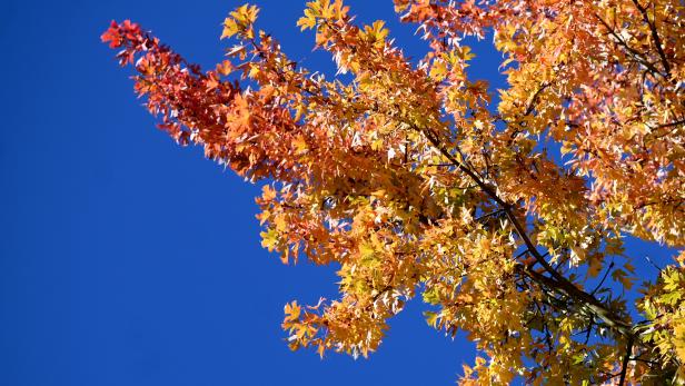 ++ THEMENBILD ++ KÄRNTEN: WETTER / HERBST / BUNTES LAUB