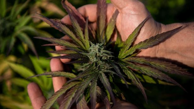 30 Prozent der Deutschen für Cannabis-Legalisierung