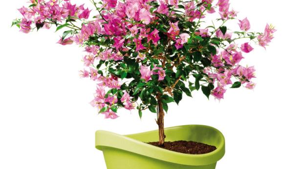 Eine Bougainvillea-Pflanze mit pinkfarbenen Blüten in einem hellgrünen Topf.