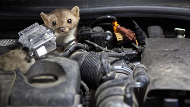 Ein Steinmarder sitzt im Motorraum eines Autos.