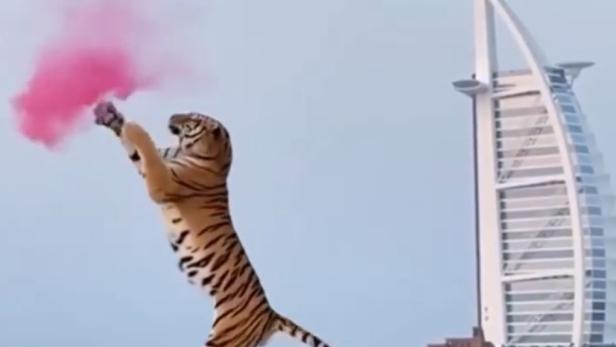 Heftige Kritik: Paar zelebriert Gender Reveal Party mit echtem Tiger