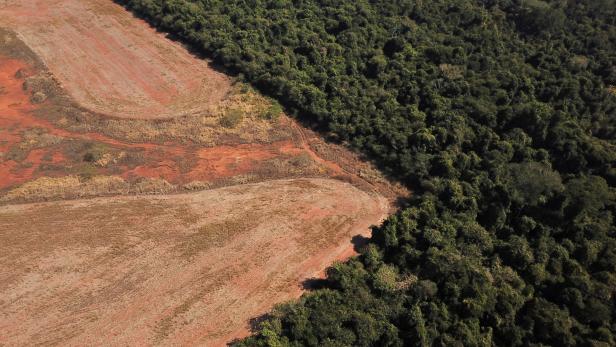 Fix: EU verbietet Import von Waren, die den Regenwald zerstören
