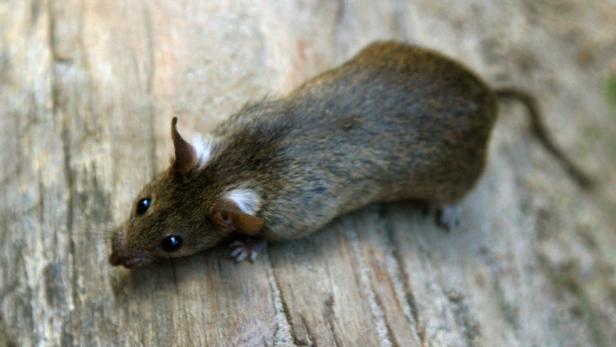 Eine kleine braune Maus sitzt auf einem Stück Holz.