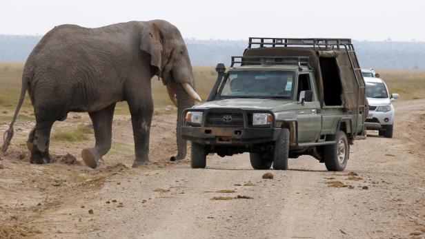 Elefant trampelte Wilderer in Südafrika zu Tode