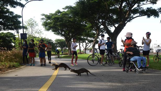 Kurios: Otter-Kolonien machen Singapurs Innenstadt unsicher