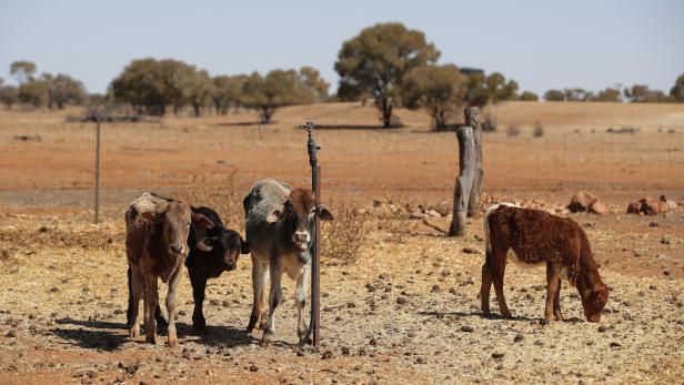 Gratis-Land im Outback: Ansturm auf australische Einöde