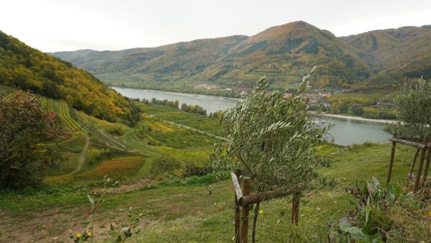 Blick über die herbstliche Wachau mit Weinbergen und der Donau.