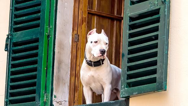 Ein weißer Dogo Argentino steht in einem Fenster mit grünen Fensterläden.