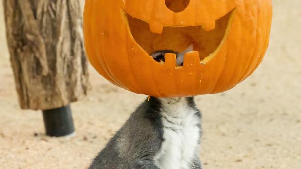 Halloween in Schönbrunn - Kattas und Pandas mit Kürbissen überrascht