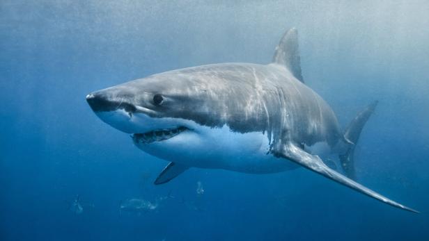 Great White Shark smile