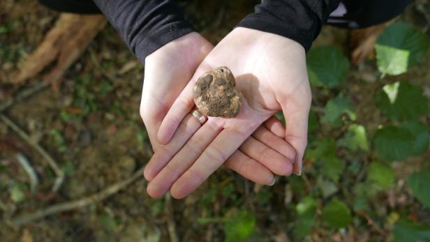 Eine Person hält einen Trüffel in ihren Händen.