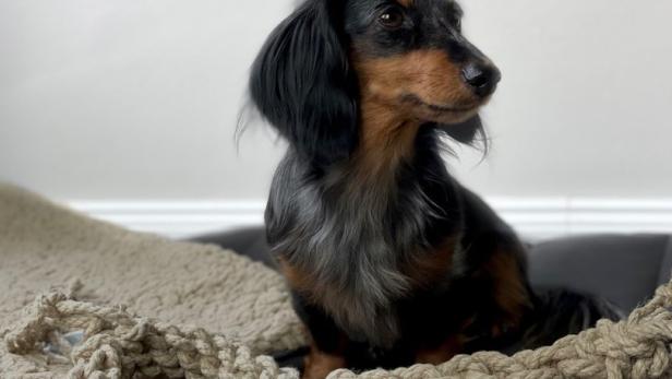 Reisedecke für den Hund um € 110 und Hundespielzeug aus Biohanf ab € 15. Beides erhältlich bei Vreda’s deco & dog Concept Store in Wien