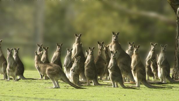 Kurios: Känguru-Horde überfällt Golfplatz in Australien