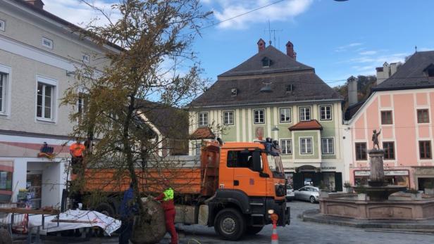 Neu gepflanzte Bäume am Freisingerberg sollen das Mikroklima in der Altstadt verbessern