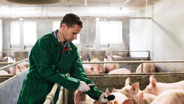 Der Stallrundgang ist der Mittelpunkt einer jeden Kontrolle im Schweinemastbetrieb, das Tierwohl steht dabei im Zentrum