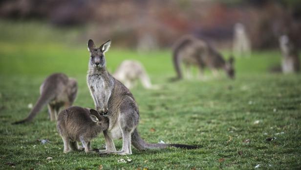 Kangaroos at Gold Creek Golf Club in Canberra