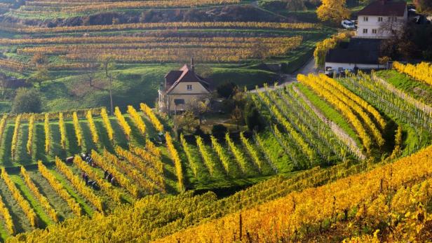 Blick auf einen Weinberg im Herbst mit goldenen Blättern und einigen Häusern.