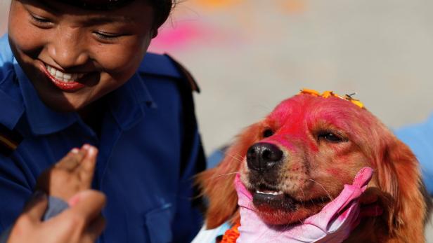 Blumenschmuck und Farbe: Nepalesen ehren Hunde und Krähen