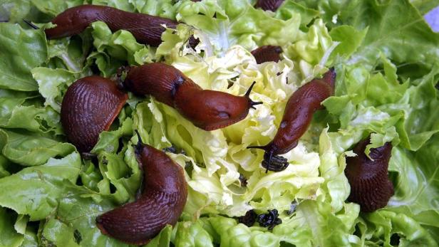 ARCHIV - Rotbraune Nacktschnecken sitzen in einem Garten in Leipzig auf einen von ihnen fast abgefressenen Kopfsalat (Archivfoto vom 08.08.2002). Das derzeit feuchte Wetter bieten den schleimigen Tieren ideale Bedingungen. Vor allem Kleingärtner leiden unter der zunehmenden Plage. Schneckenzäune, Bierfallen, Salz oder Holzasche sind einige der mehr oder weniger erfolgreichen Maßnahmen. Von Gift wird eher abgeraten, stattdessen wird bei wirklich kleinen Gartenflächen das Absammeln und das anschließende noch am ehesten tierschutzgerechte Erstechen der Schnecken empfohlen. Foto: Waltraud Grubitzsch dpa/lsn/lmv (zu lmv-Korr.-Bericht &quot;Schleimer auf dem Vormarsch ...&quot; vom 08.07.2007) +++(c) dpa - Bildfunk+++