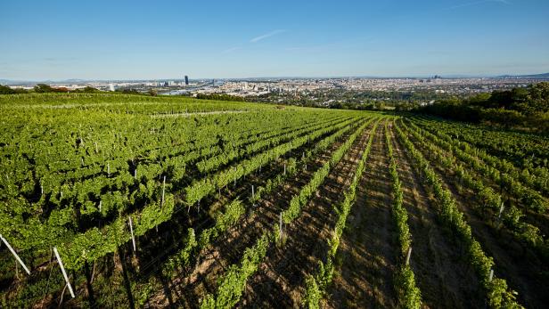 Ein Weinberg mit Blick auf Wien unter einem blauen Himmel.