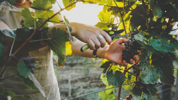 Studie aus Krems schenkt reinen Wein ein: Kein Bedarf an Nachhaltigkeit